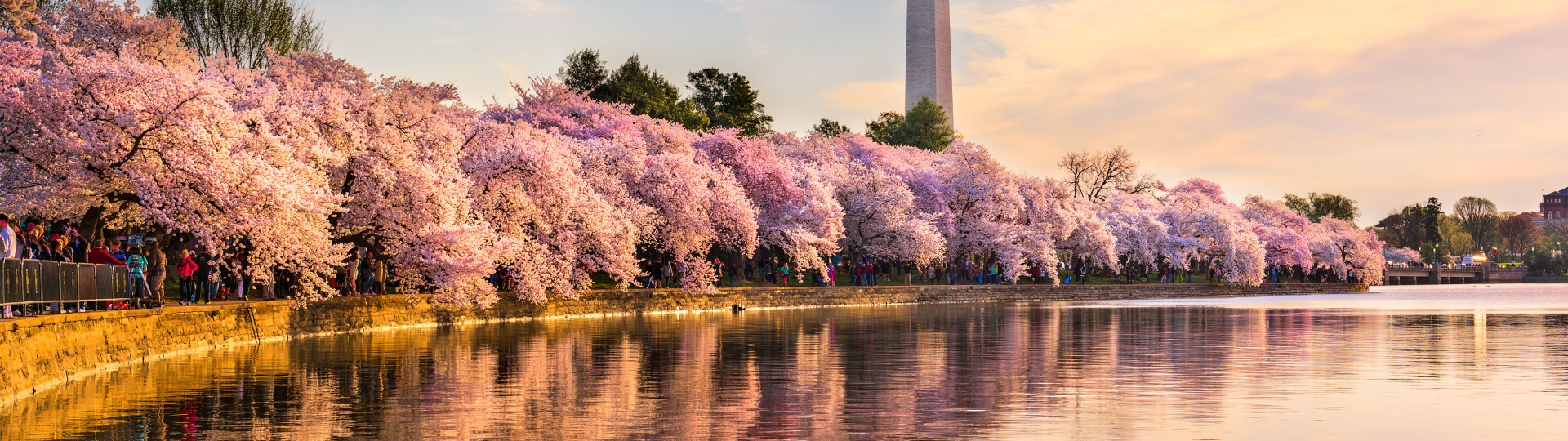 Cherry Blossom Package