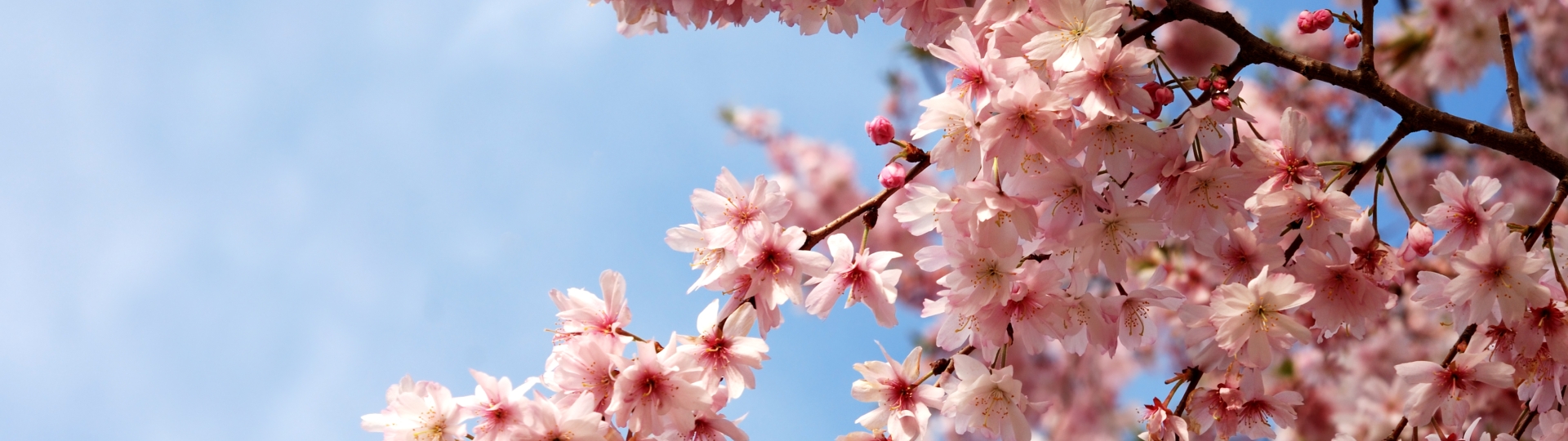 Cherry tree boughs of pink blooms. Photograph taken on the Washington Mall in Washington DC during Cherry Blossom Festival.